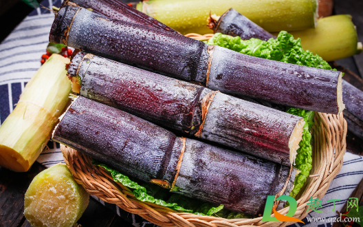 甘蔗根可以多年生长吗(甘蔗能生长几年) 甘蔗根可以多年生长吗(甘蔗能生长几年)