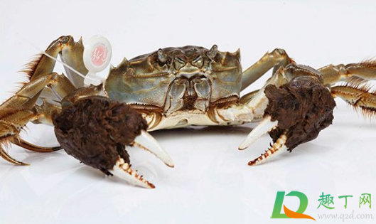 螃蟹不动但是吐泡泡还能吃吗(螃蟹不动了但是吐小泡泡)
