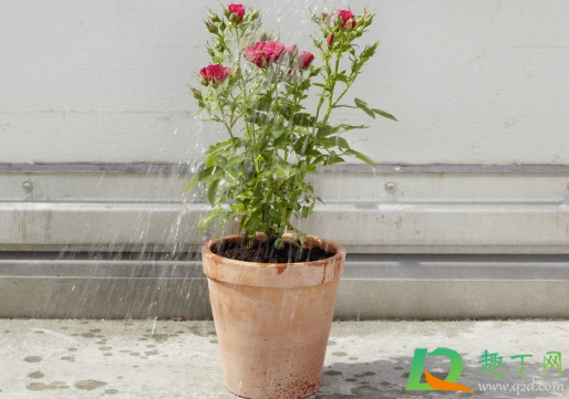 阳台养花打农药会中毒吗(室内给花浇农药后会对人体有害吗)