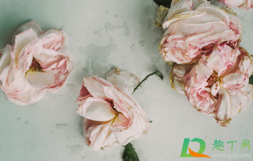 干花发霉是不是直接扔了(买的干花发霉了是什么原因)