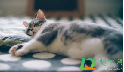 家里养猫用酒精消毒好吗(养猫能用酒精消毒吗)