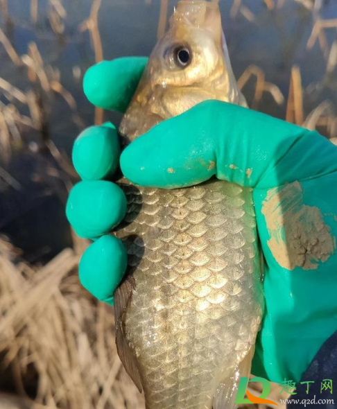 钓鱼为什么下午就没口(为什么傍晚钓鱼就没口了呢)