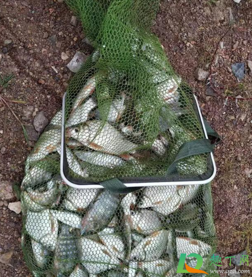 深秋鱼口轻怎么办(秋季钓鱼鱼口太轻怎么办) 深秋鱼口轻怎么办(秋季钓鱼鱼口太轻怎么办)