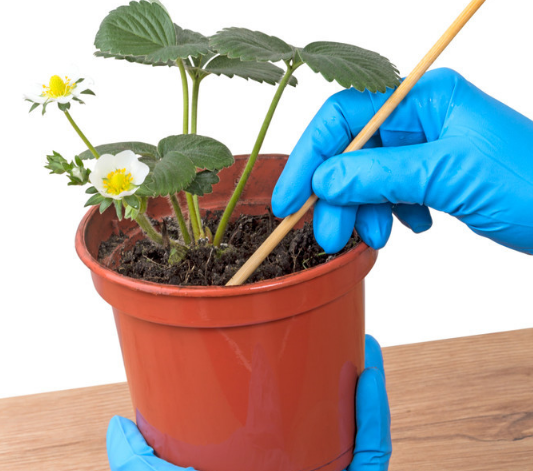 花卉喷药什么时间合适(花卉喷农药时间)