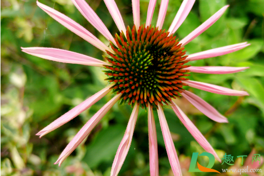 春天开的花有哪些(春天开的花有哪些?(花名)