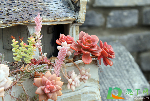 哪些多肉可以拼在一起(可以种一起的多肉)