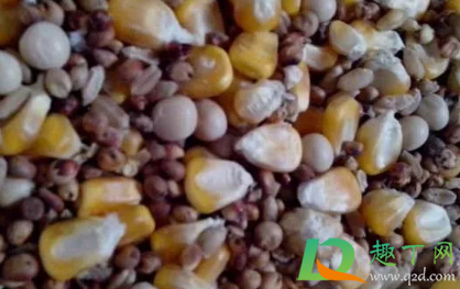 鸽子怎么喂食小鸽子(鸽子如何喂食)