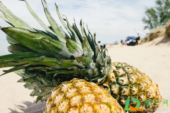 菠萝一棵只能结过果一次吗(只种一棵菠萝能结果吗) 菠萝一棵只能结过果一次吗(只种一棵菠萝能结果吗)