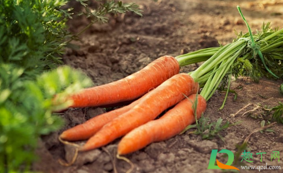 胡萝卜做肥料要发酵吗(胡萝卜花肥怎么发酵)