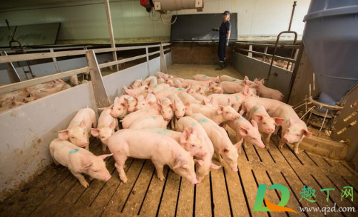 2021还有人养猪吗(2021年猪还能养吗)