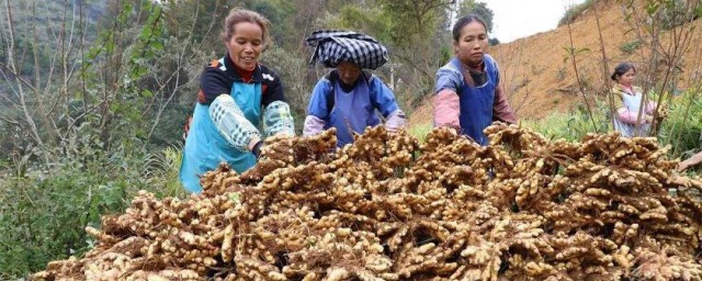 食用小黄姜有什么禁忌？(小黄姜什么人不能吃)