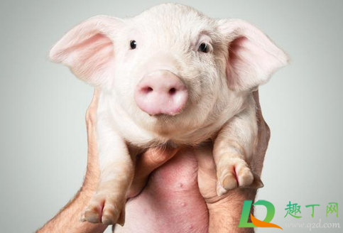 2021猪肉价格会跌价吗(猪肉价格2021年能降下来吗)