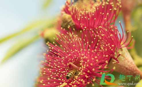 花粉如何保存还有活力(花粉的活性可以保持多久)