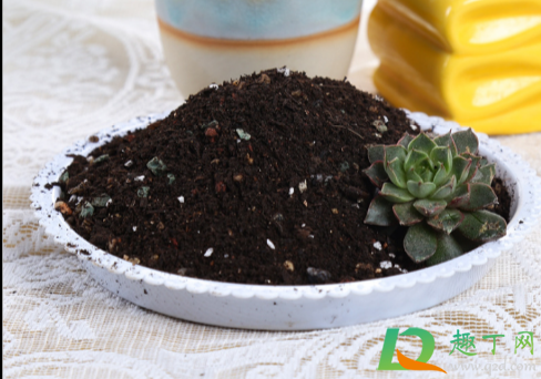 松针土可以现采现用吗(新鲜松针能直接拌土里用吗) 松针土可以现采现用吗(新鲜松针能直接拌土里用吗)