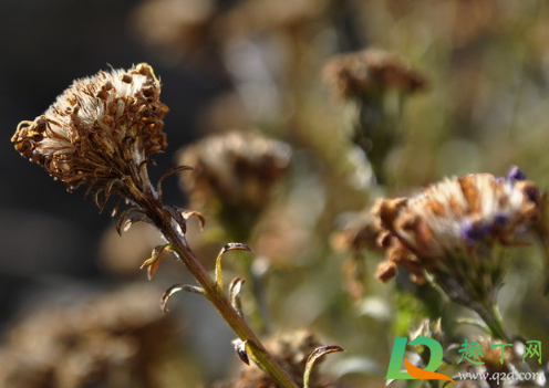 干花可以用玻璃柜放着吗(干花可以放在盒子里吗)