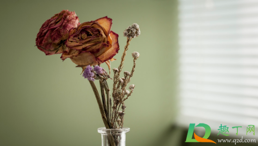 半干的干花可以插花瓶吗(插花可以用干花吗) 半干的干花可以插花瓶吗(插花可以用干花吗)