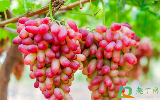 红提有点青有点酸能吃吗(吃青提好还是红提好)