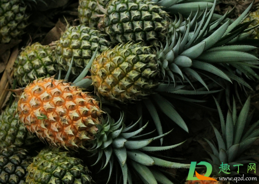 菠萝一棵只能结过果一次吗(只种一棵菠萝能结果吗) 菠萝一棵只能结过果一次吗(只种一棵菠萝能结果吗)