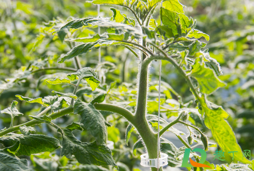 给黄瓜施肥能直接施在根部吗(黄瓜种植前应如何施基肥) 给黄瓜施肥能直接施在根部吗(黄瓜种植前应如何施基肥)