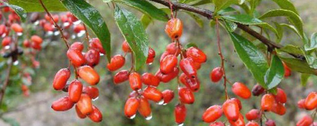 山萸肉有什么作用呢(山萸肉有什么好处)