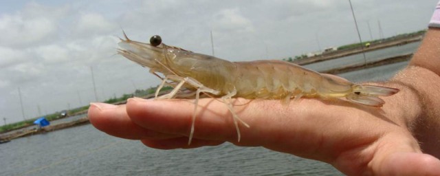 养虾要怎么调水(养虾怎么养水)