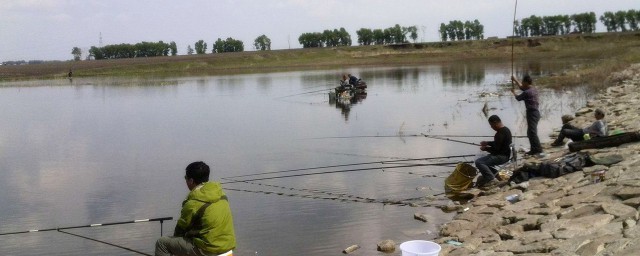 钓鲤鱼如何判断鱼情(钓鱼如何看鱼情)