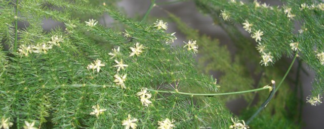 教你窍门养出造型优美美丽的文竹盆景(文竹怎样盆栽)