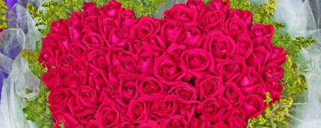 玫瑰花习性介绍(玫瑰花特性简介)