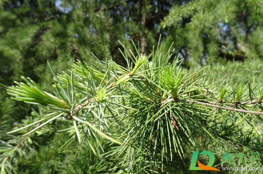 发黄的松针能垫盆底养花不(松针可以直接垫盆底吗) 发黄的松针能垫盆底养花不(松针可以直接垫盆底吗)