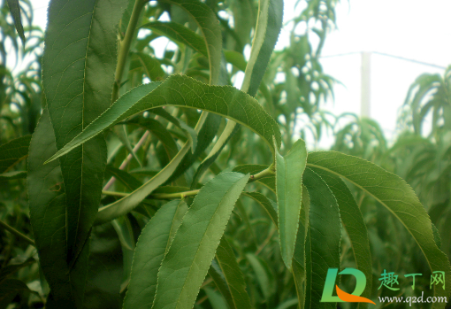 桃树叶子咋老发黄(桃树小叶子发黄)