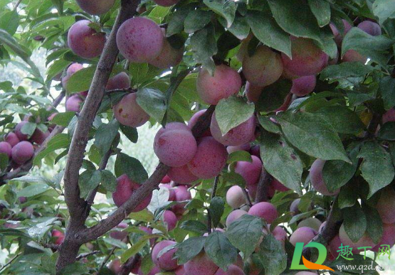 新栽李子苗用不用把尖剪了(李子树剪下来的枝能栽吗) 新栽李子苗用不用把尖剪了(李子树剪下来的枝能栽吗)