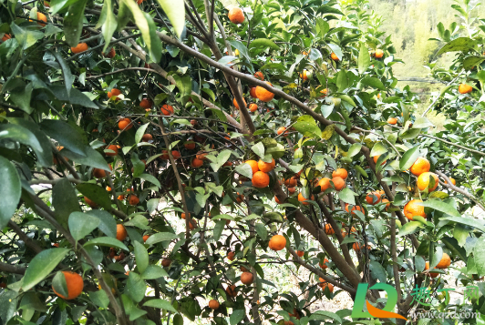 沙糖桔什么时候喷着色剂(沙糖桔什么时候打着色)