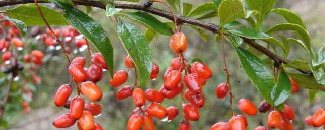 山茱萸的4个功效(山茱萸的妙用)