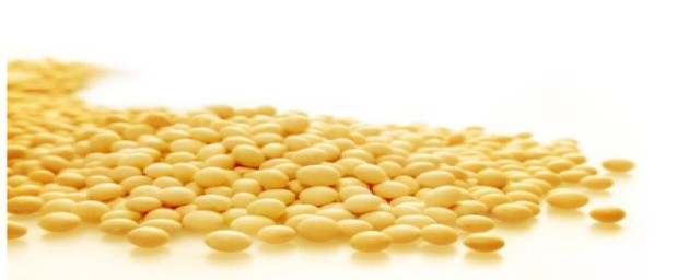 种植一亩黄豆需要多少成本(黄豆亩产多少斤一亩成本多少)