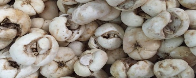 浙贝母的功效与作用简述(浙贝母的功效与作用点用)