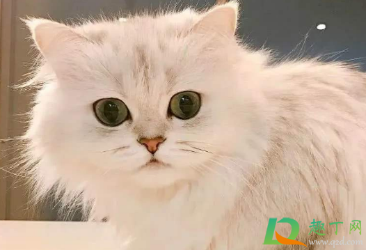 梦见猫是什么预兆(梦见猫是什么预兆周公解梦梦见猫交配) 梦见猫是什么预兆(梦见猫是什么预兆周公解梦梦见猫交配)