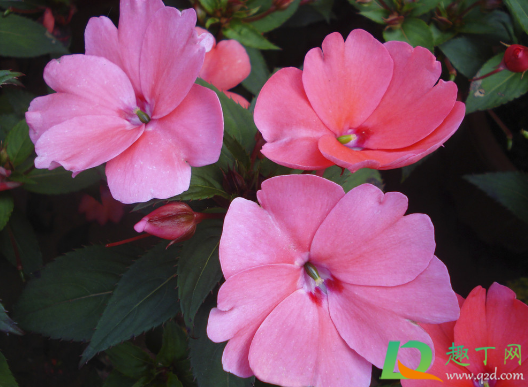 阴暗角落适合养什么花(阴暗的房间养什么花好)