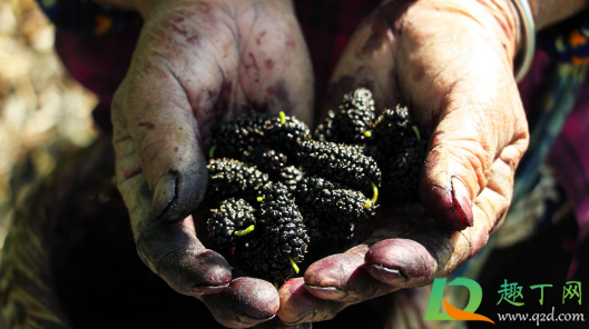 吃桑葚怎么把手洗干净(桑葚手上怎么洗)