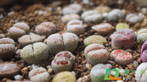 生石花潮土上盆还是干土(生石花潮土上盆,什么时候可以再浇水)