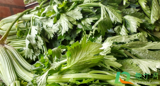 芹菜老黄叶正常吗(芹菜叶片发黄是什么病)