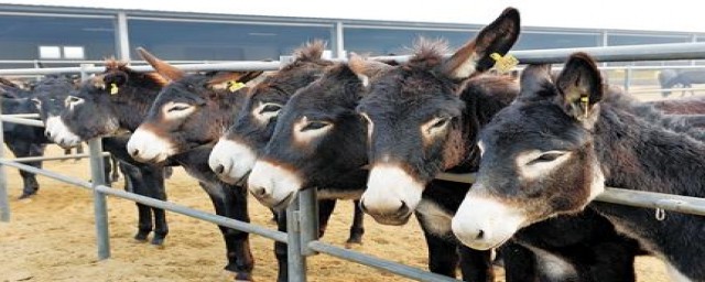 养驴好养吗？(驴不好养吗)