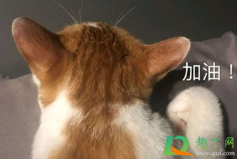 笑yue是什么意思网络用语(什么是笑yue了)