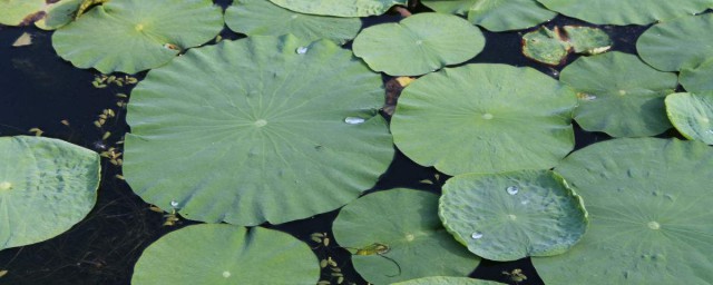 降脂降压减肥瘦身(快速减肥降血压)