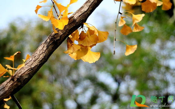 2020年秋天和冬天还会停学吗(2020年学校冬天会放假早吗) 2020年秋天和冬天还会停学吗(2020年学校冬天会放假早吗)