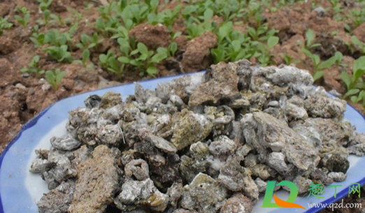 晒干的鸽子粪怎么发酵(鸽子粪发酵好了后怎样存放好) 晒干的鸽子粪怎么发酵(鸽子粪发酵好了后怎样存放好)