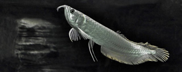 养银龙鱼的5个注意事项(如何养银龙鱼最怕什么)