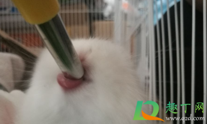 兔子喝水怎么喂(怎样喂小兔子喝水)