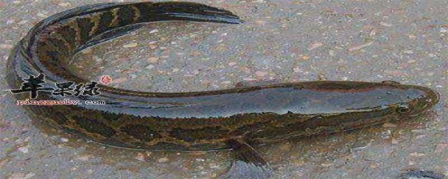 黑鱼去皮步骤(黑鱼怎样剥皮)