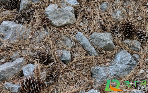 松针和土混合后能养花吗(松针土种花还需要施肥吗?)