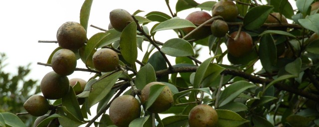 4个作用让人羡慕(给我看看有哪些好处)